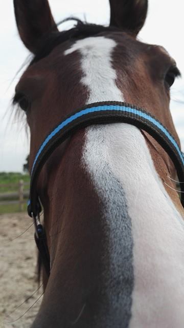 Nieuwsgierige neus...